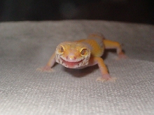 Bella