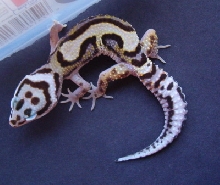 Bold Stripe