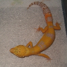 Bell Albino female