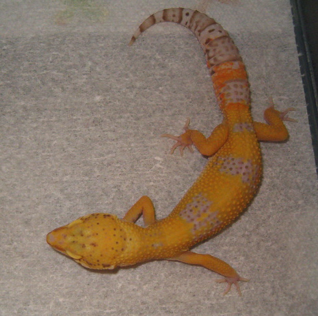 Bell Albino female