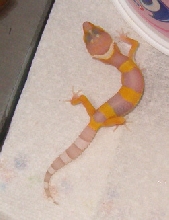 Bell Albino