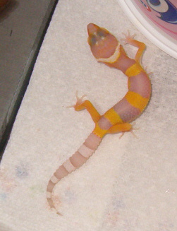 Bell Albino