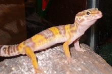 Nym
