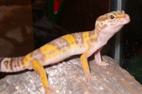 Nym