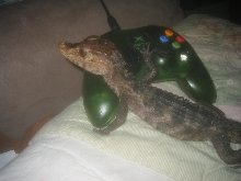 xbox