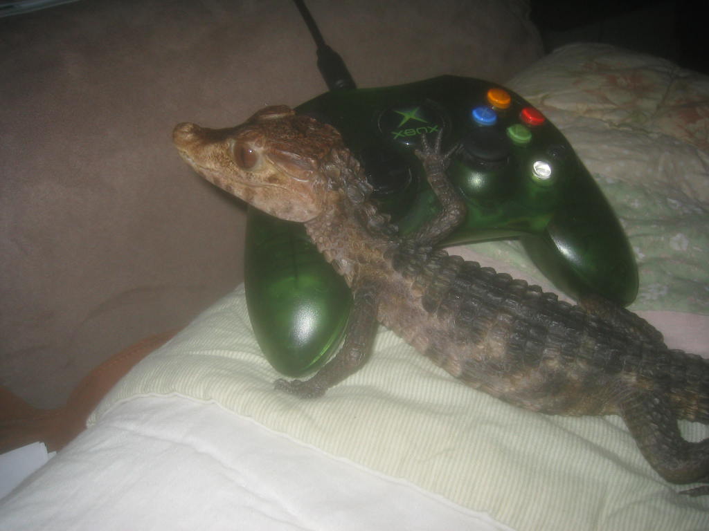 xbox
