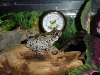 Meatball mugging for the camera (H. versicolor)