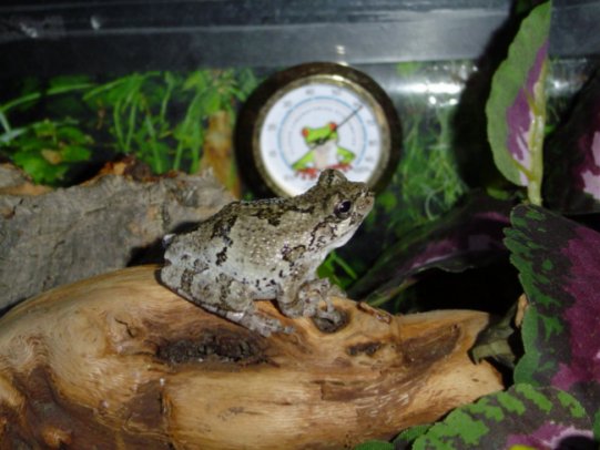 Meatball mugging for the camera (H. versicolor)