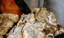 Northern Cricket Frogs (Acris crepitans)
