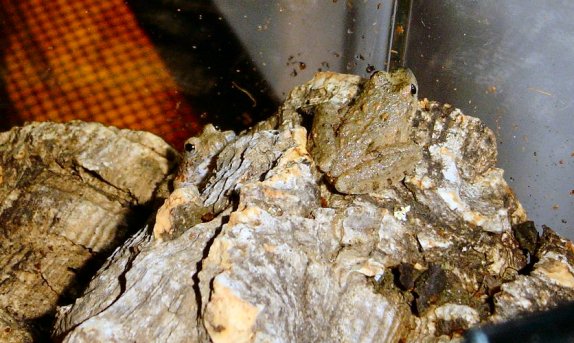 Northern Cricket Frogs (Acris crepitans)