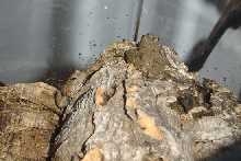 Northern Cricket Tree Frogs 2