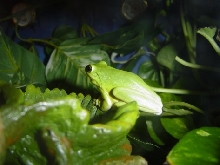 H. squirella - Male Squirrel Treefrog