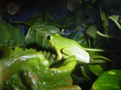 H. squirella - Male Squirrel Treefrog
