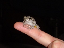 Eastern Grey Tree Frog -  H. versicolor