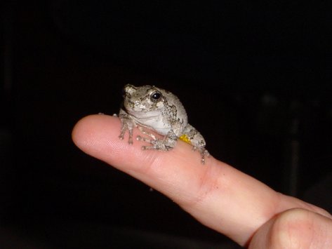 Eastern Grey Tree Frog -  H. versicolor