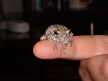 Eastern Grey Tree Frog -  H. versicolor  "The friendly frog"