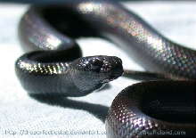 Mexican Black Kingsnake
