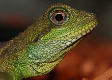 Water Dragon close up