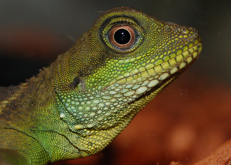 Water Dragon close up