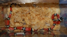 milksnake