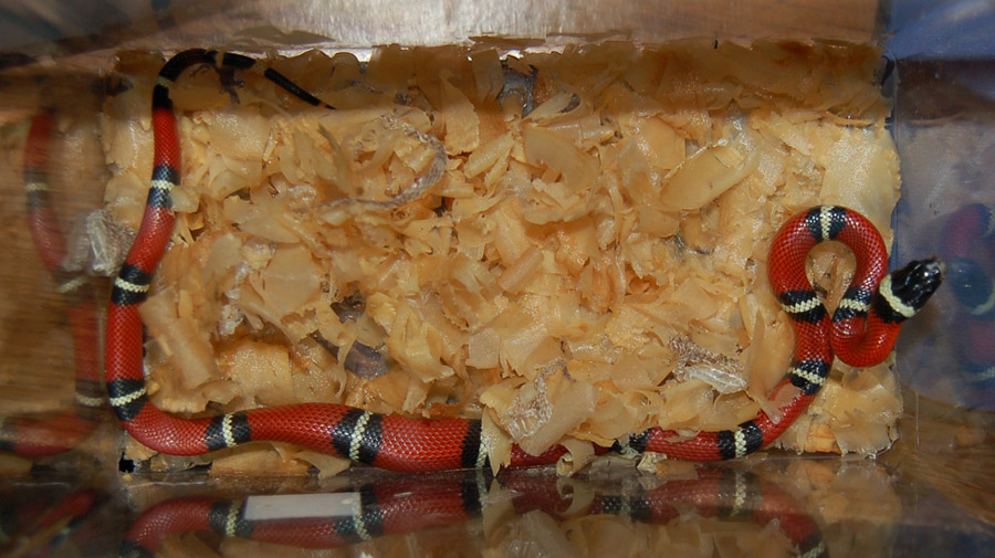 milksnake