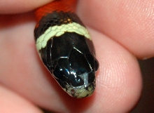 baby sinaloan nose