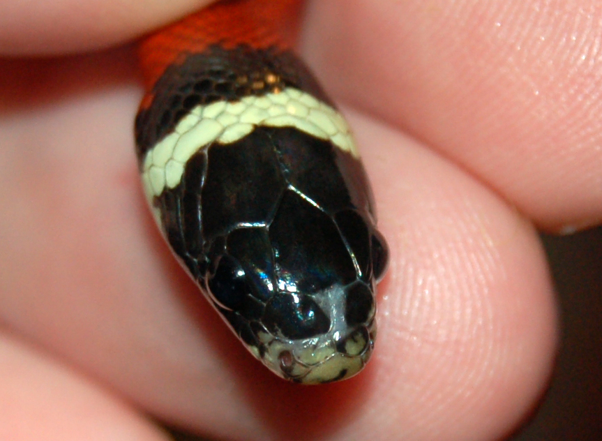 baby sinaloan nose