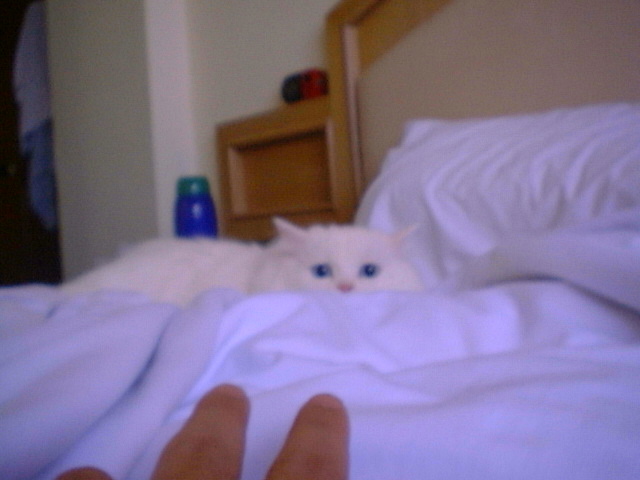 psycho kitty