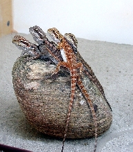 Rainbow Bearded Dragons