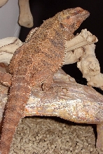 Sandfire Bearded Dragons