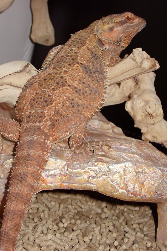 Sandfire Bearded Dragons
