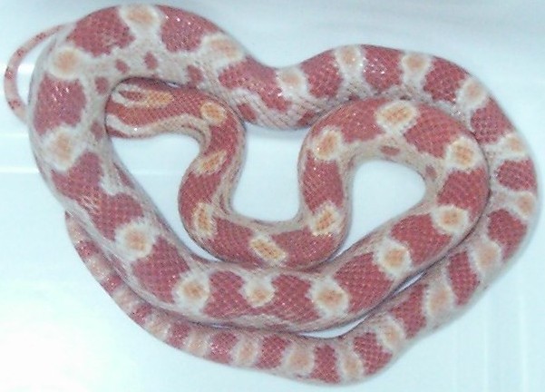 My New Amel