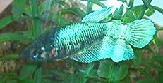 Female Betta