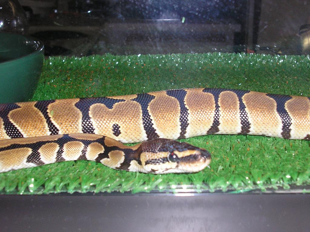 Ball Python