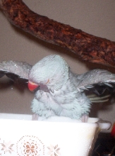 what a happy bird!