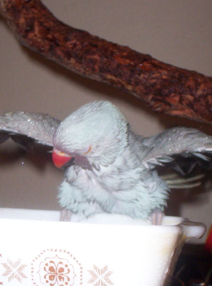 what a happy bird!