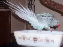 Blue getting excited for a bath...