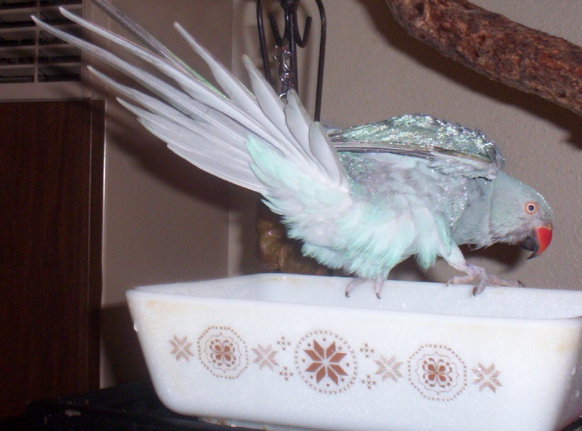 Blue getting excited for a bath...