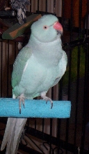 Blu