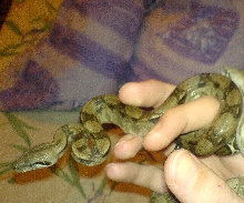 Pair of Crawl Cays