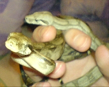 More of my Crawl Cays