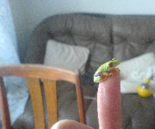 Froggy