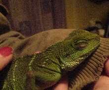 Chinese Water Dragon