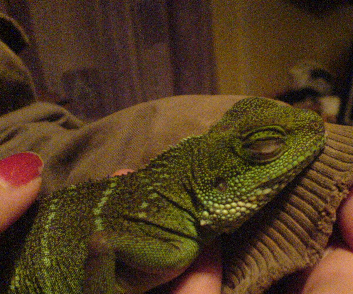 Chinese Water Dragon