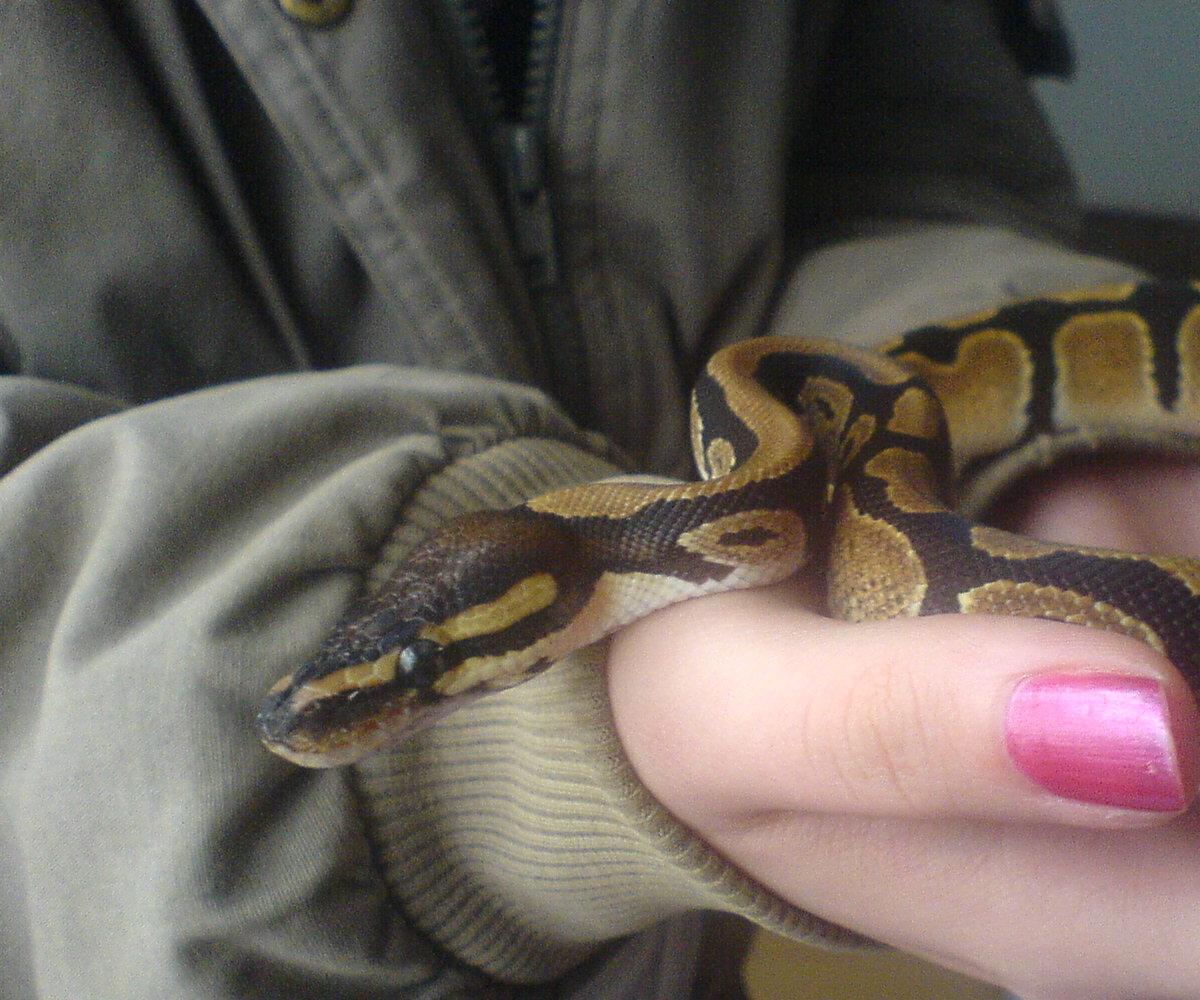 New Baby