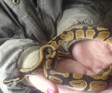 New Baby