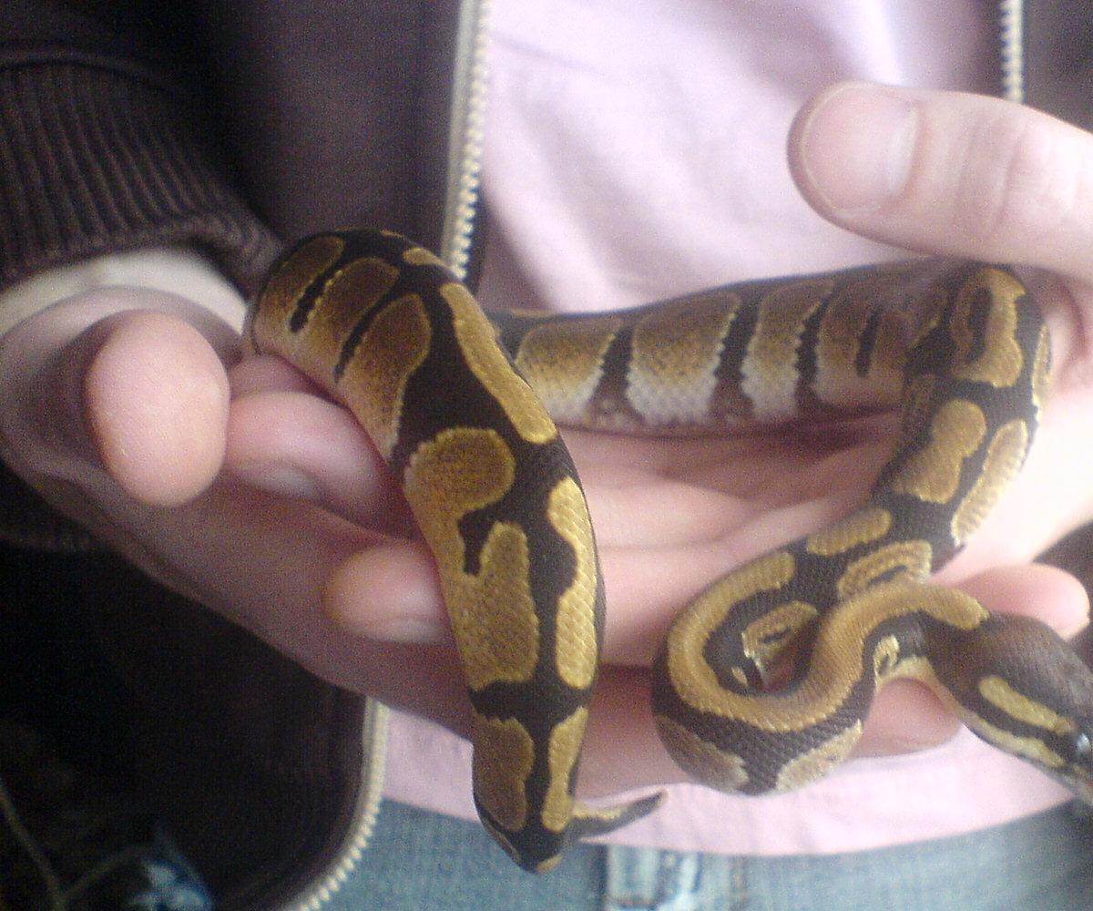 New Baby