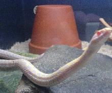 Albino Checkered Garter Snake