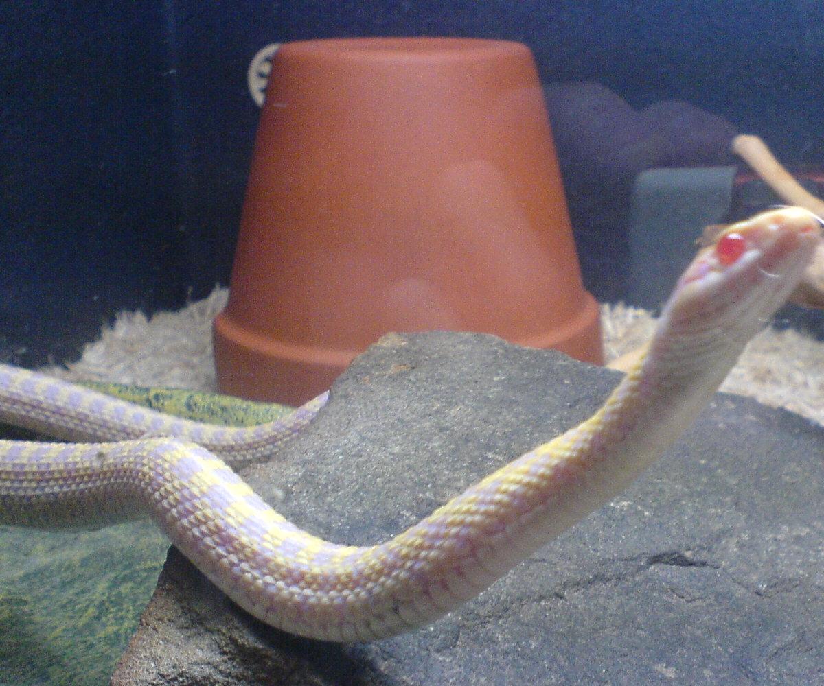 Albino Checkered Garter Snake