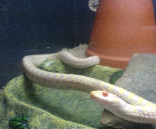 Albino Checkered Garter Snake